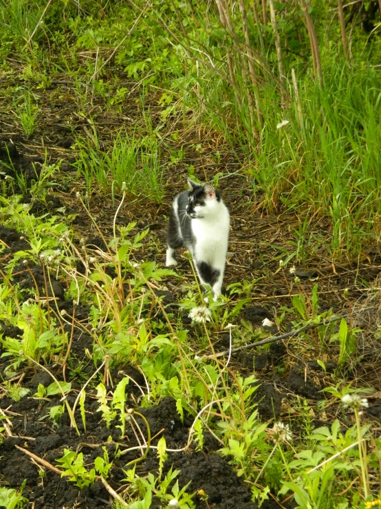 a black and white cat is in the grass
