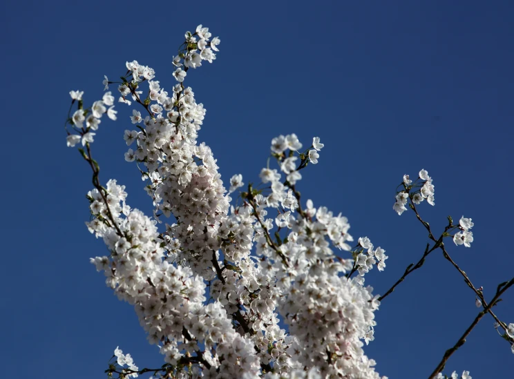 flowers growing from tree nches in the sunlight