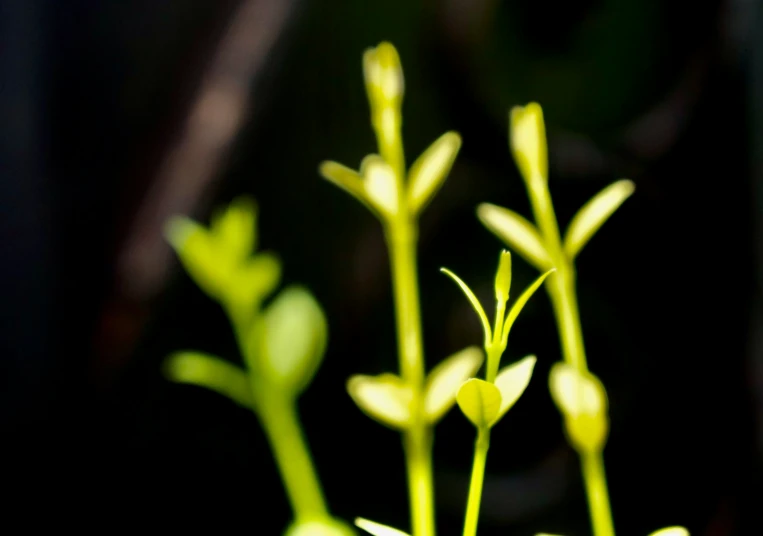 some small green plants growing on the stem