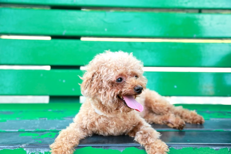 a dog laying on a bench with its tongue out