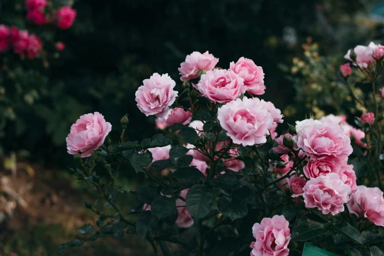 pink flowers in bloom and one large one