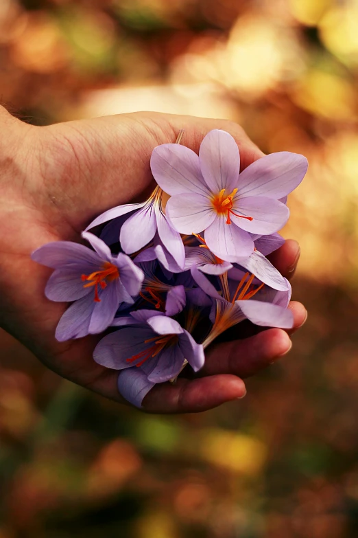 a person holding a small bunch of purple flowers