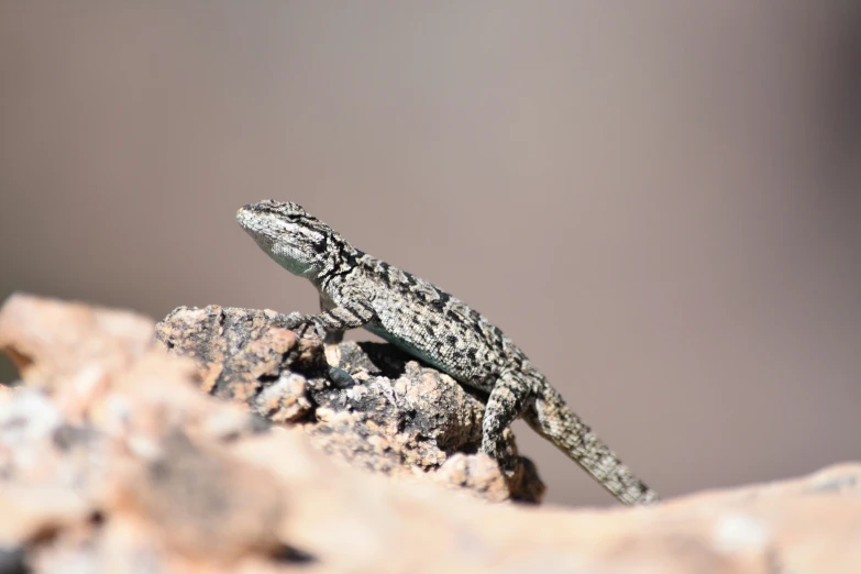 small lizard sitting on a rock with a blurry background