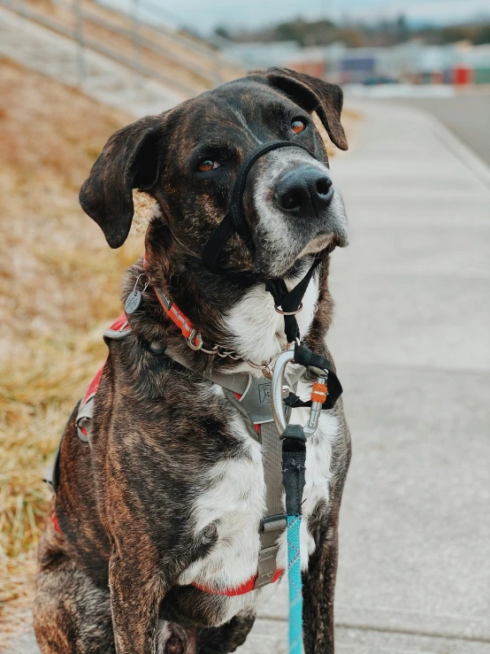 dog with harness and leash sitting on the sidewalk