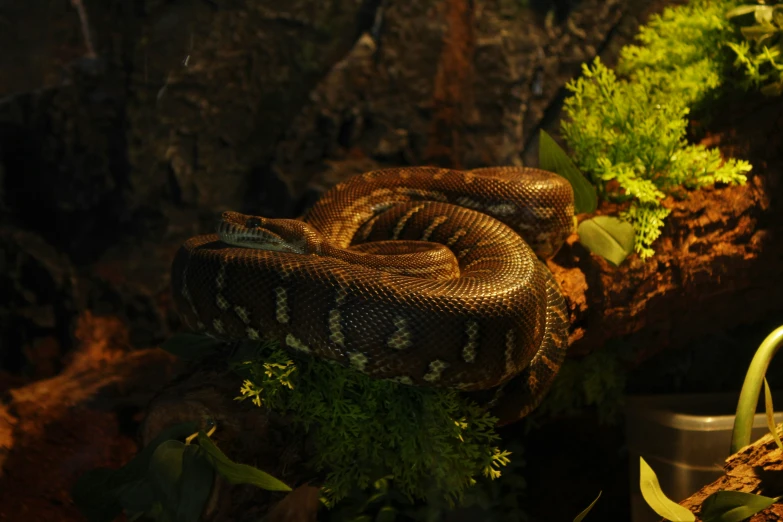 a large snake in a cage with plants around it