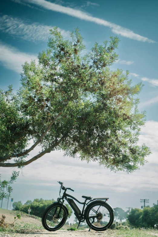 a bicycle parked beneath a tree on the ground