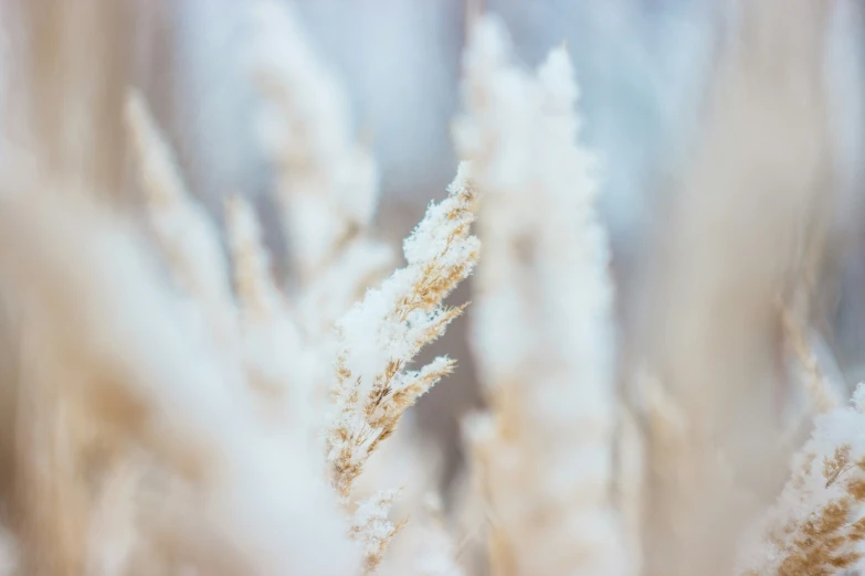 some plants that are outside in the snow