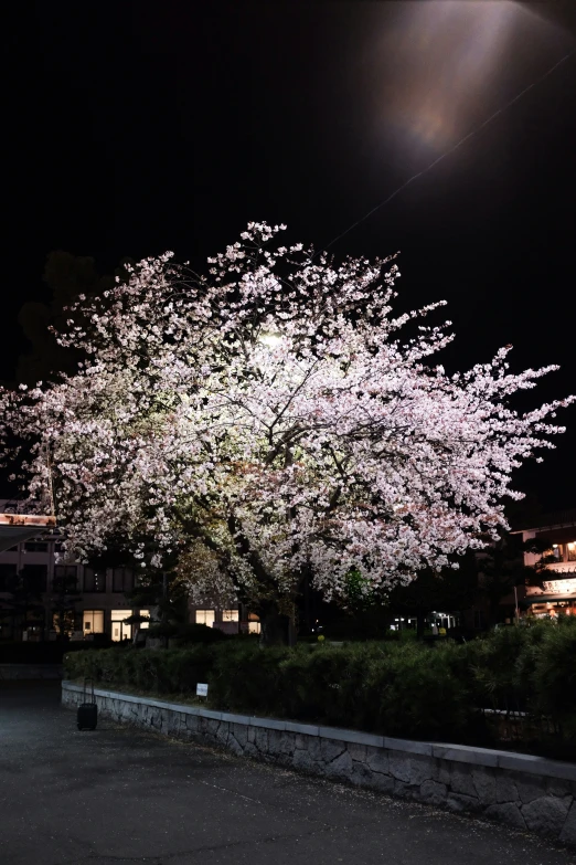 large white tree with purple flowers lit by streetlights at night