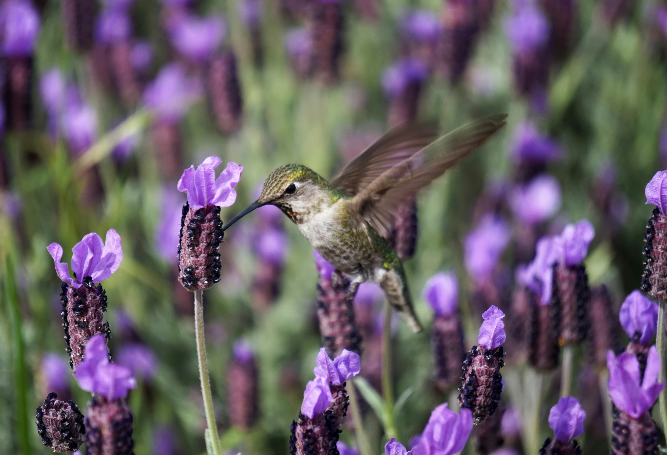 a hummingbird hovers over a purple flower