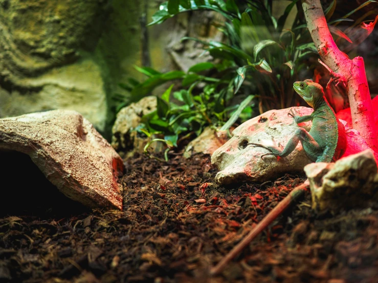 a small lizard is sitting in the dirt near a red lamp