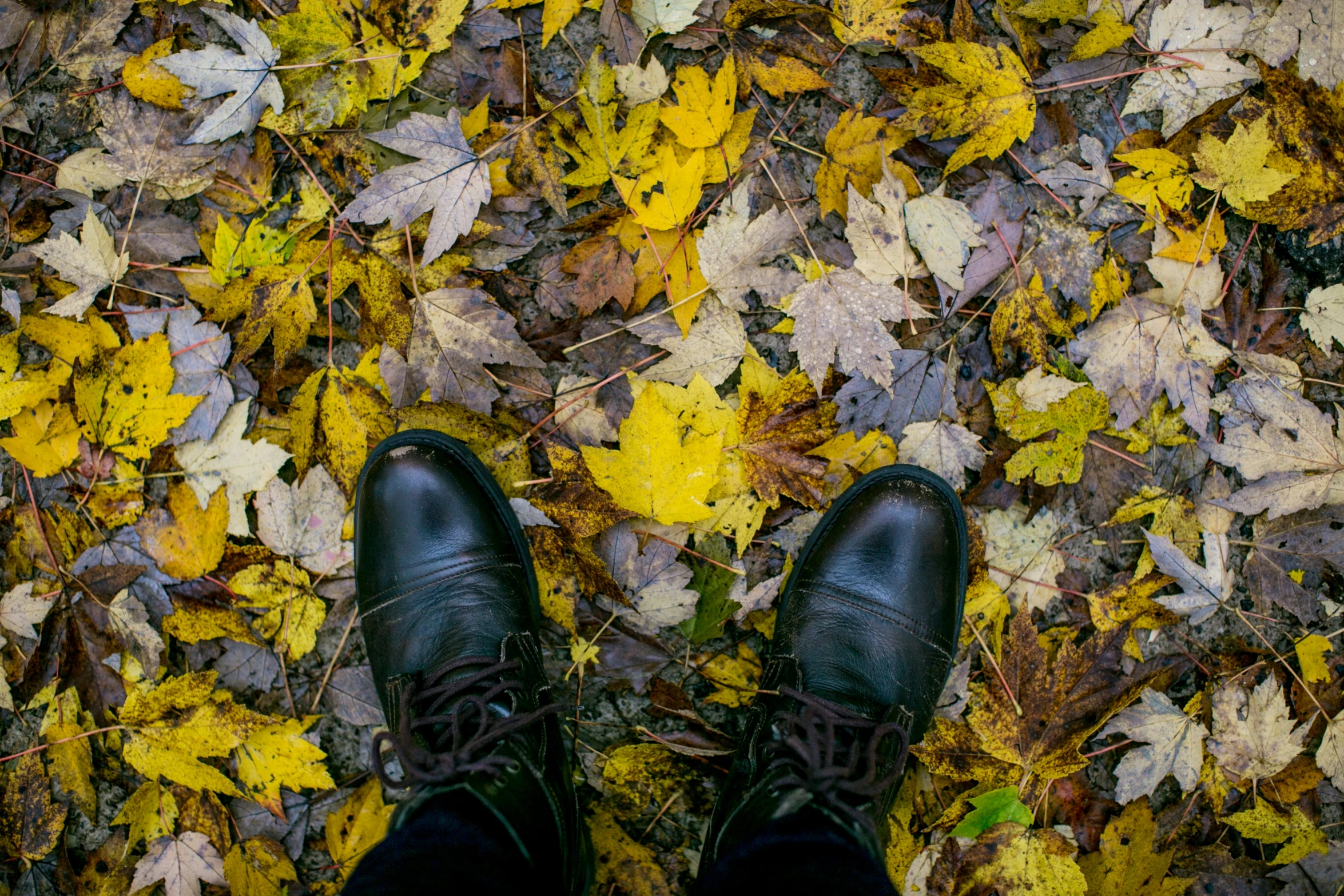 a person standing in some leaves by itself