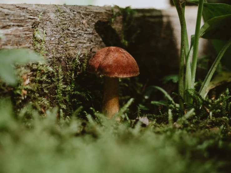 a mushroom on the ground with moss growing around