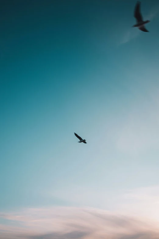 a bird flying over the ocean during sunset