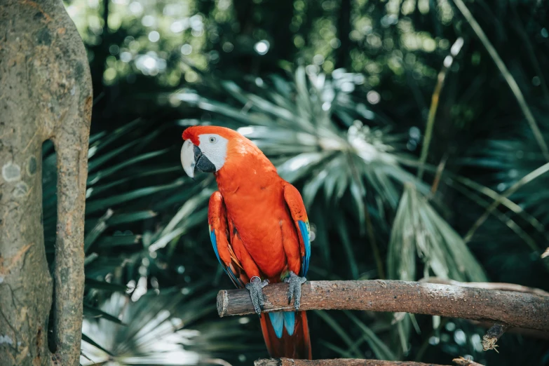 a bright red bird perched on top of a tree nch