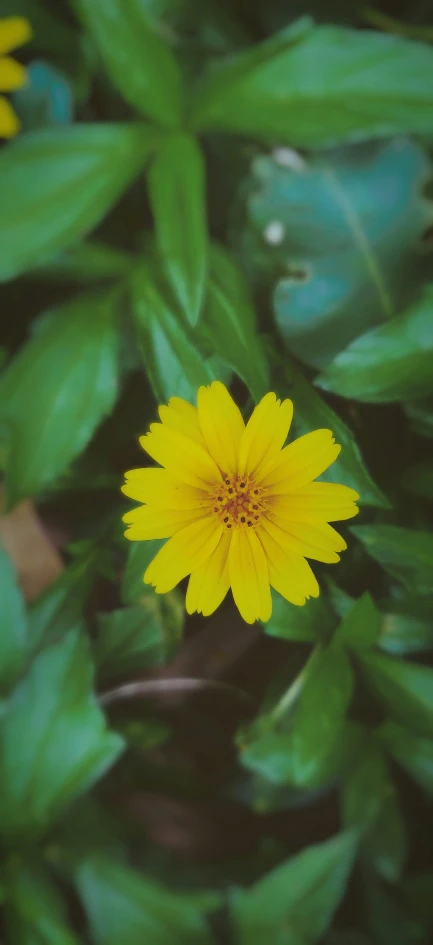 there is a yellow flower that is in the middle of leaves