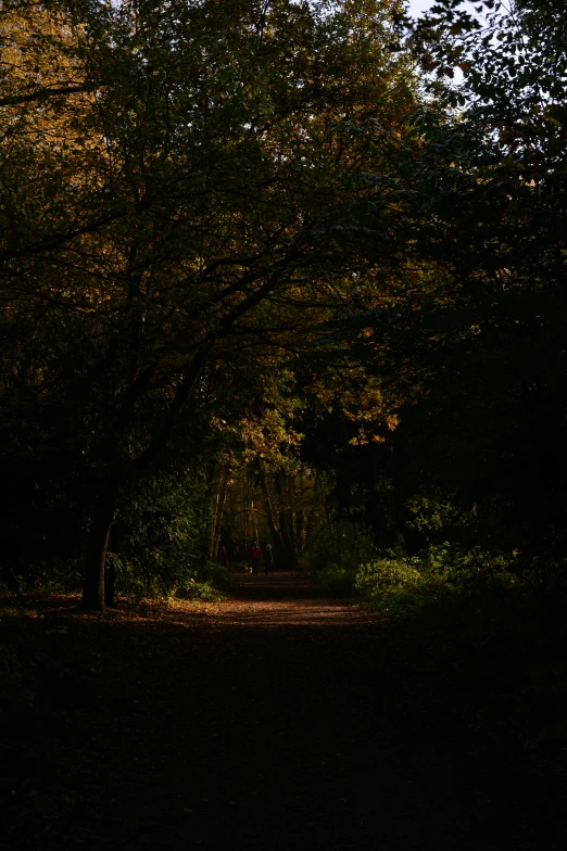 a dirt path winds through an area in front of large trees