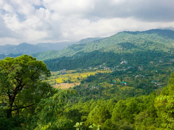 a lush green forest filled with forest on top of a hill