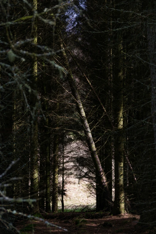 the back end of a forest with lots of trees