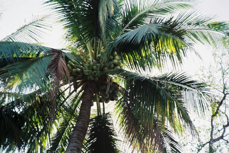 tall palm tree looking upwards at the canopy