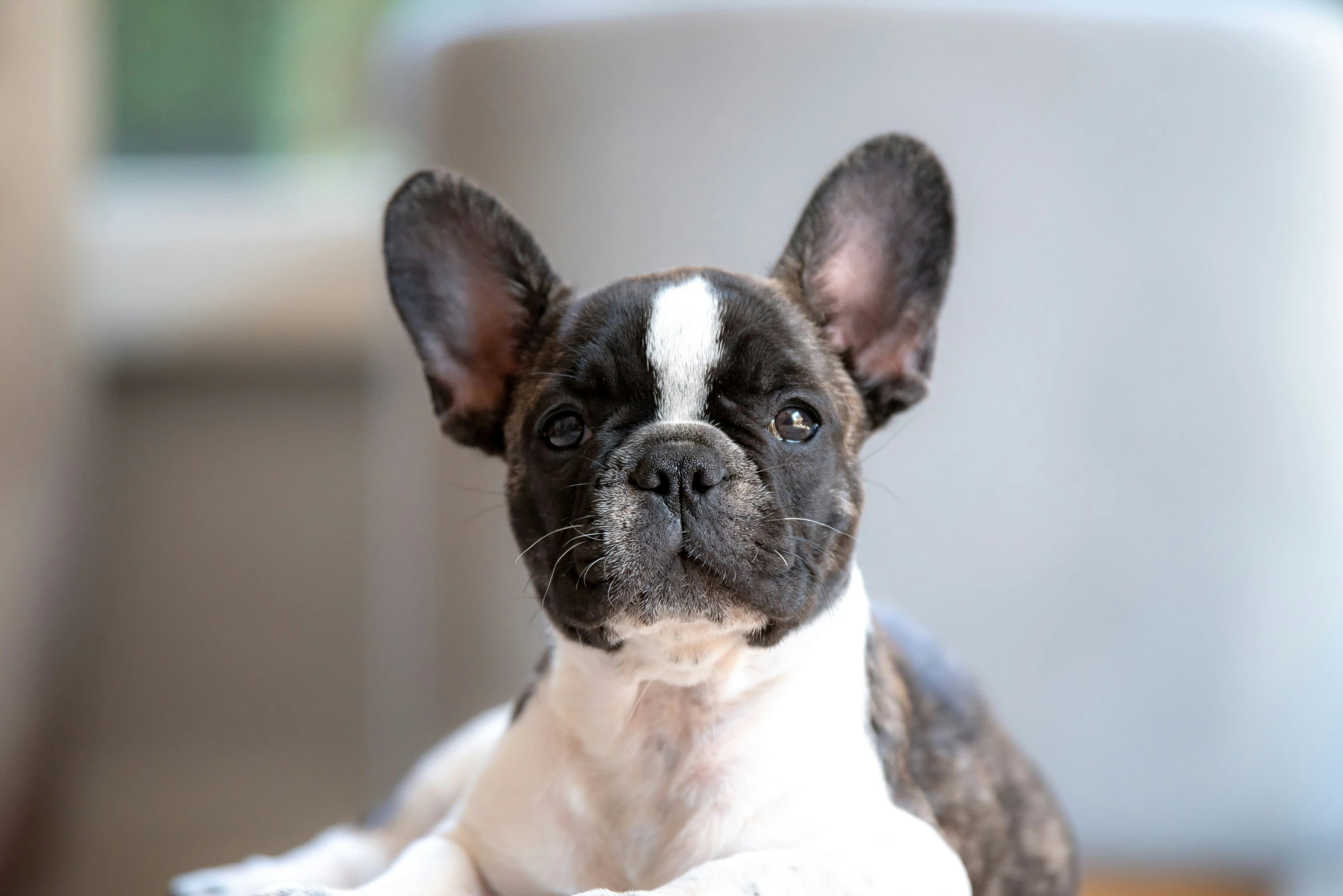 a small french bulldog sitting on top of a wooden table