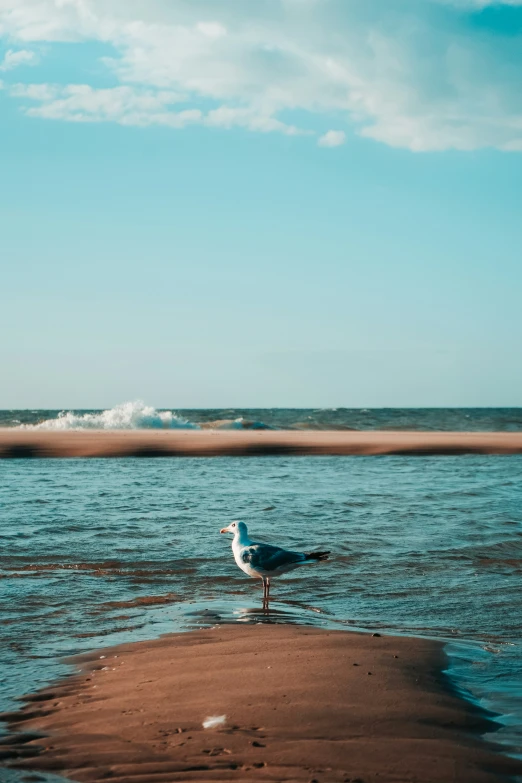 a seagull is standing in shallow water by the beach