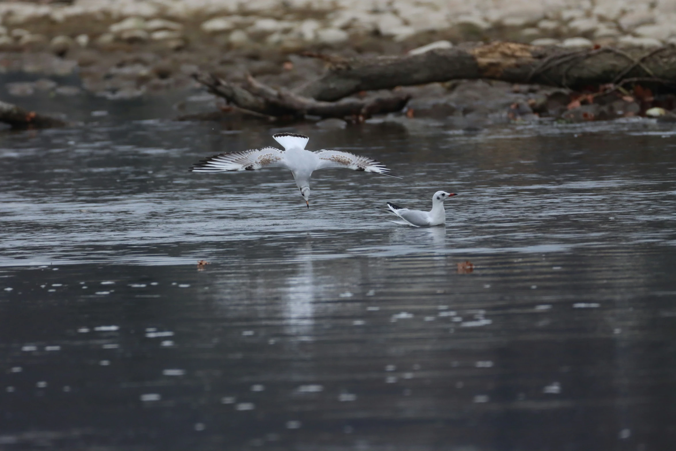 two birds flying over water in front of a group of trees