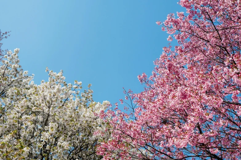 trees with blooming pink leaves against a blue sky