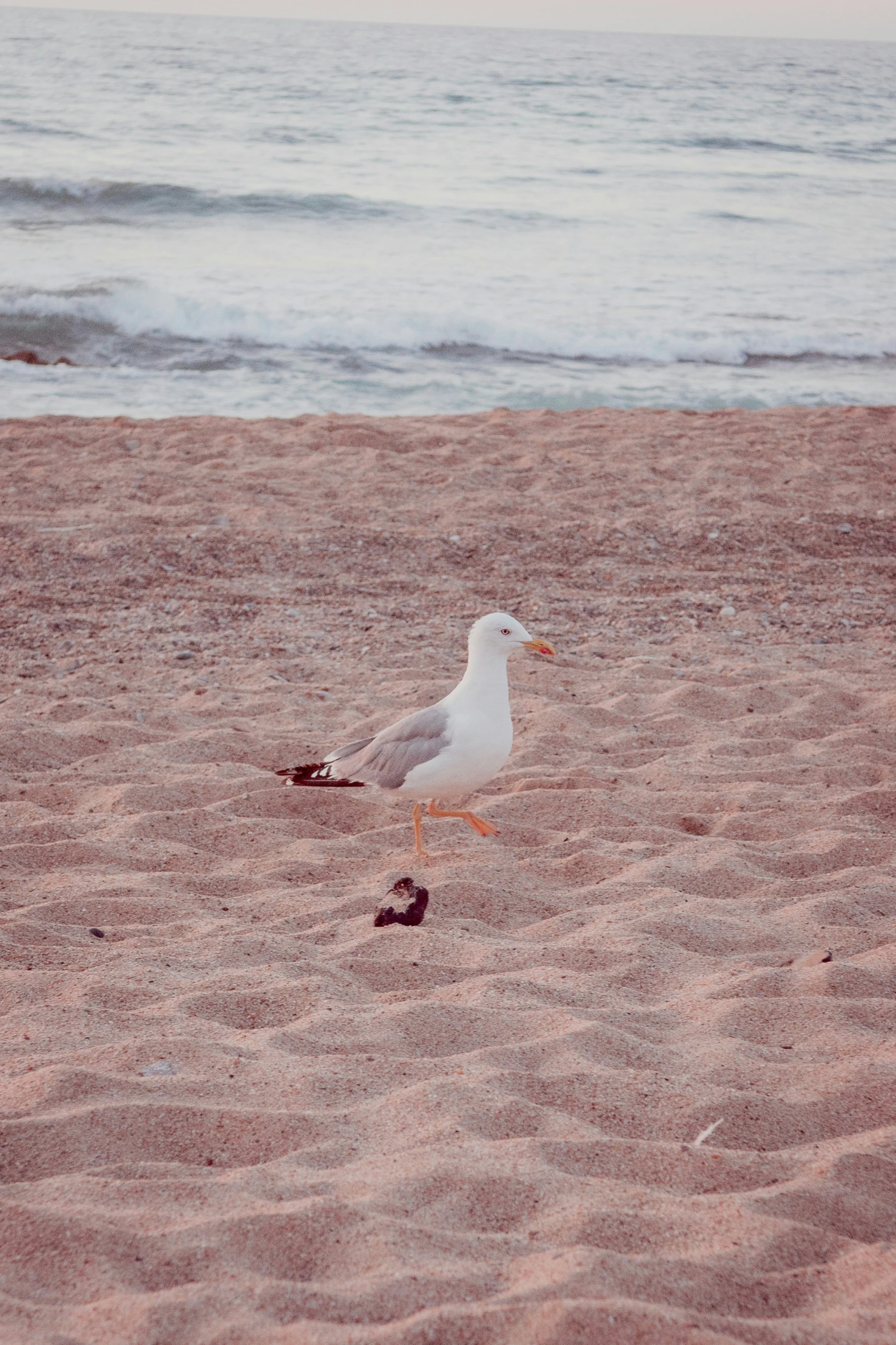 a small seagull standing on a sandy beach near the water