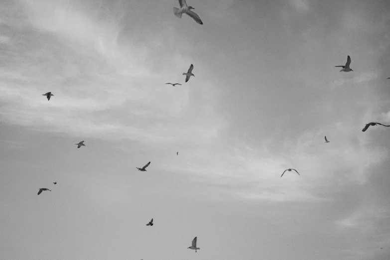 some black and white birds in the sky