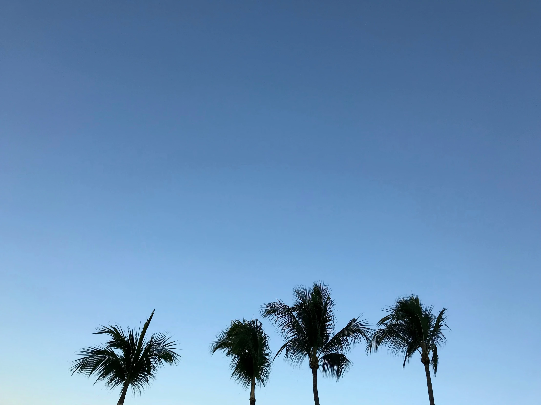 a group of palm trees is against a blue sky