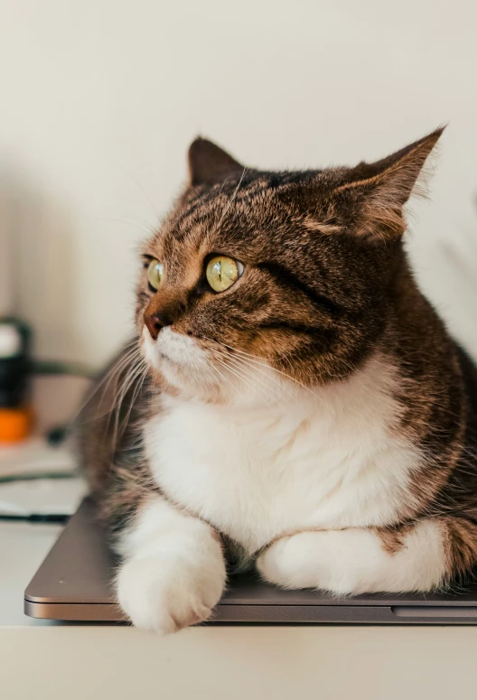 a cat that is sitting on a surface