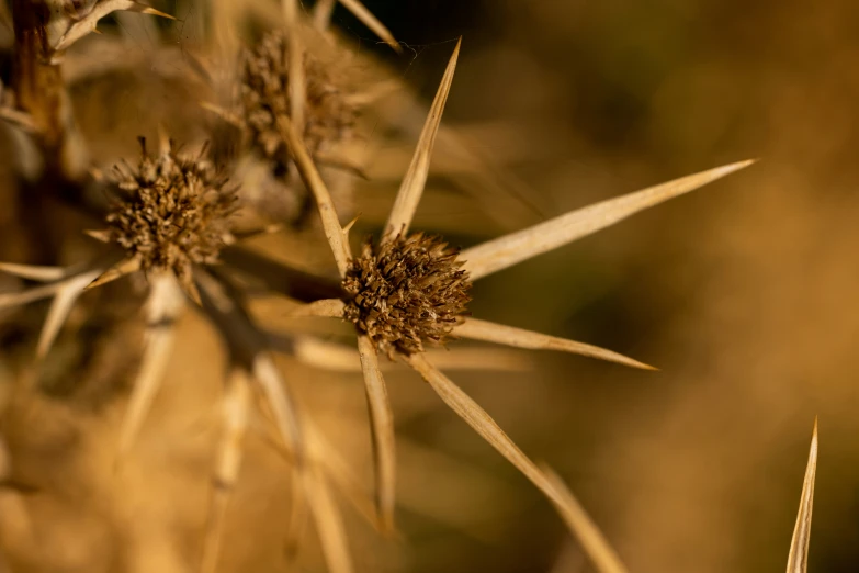 an image of a dried plant with small flowers