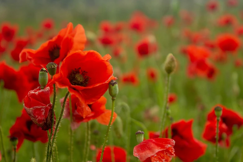 red poppies in the green field with fog