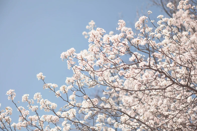 an old flowering tree is in bloom against a blue sky