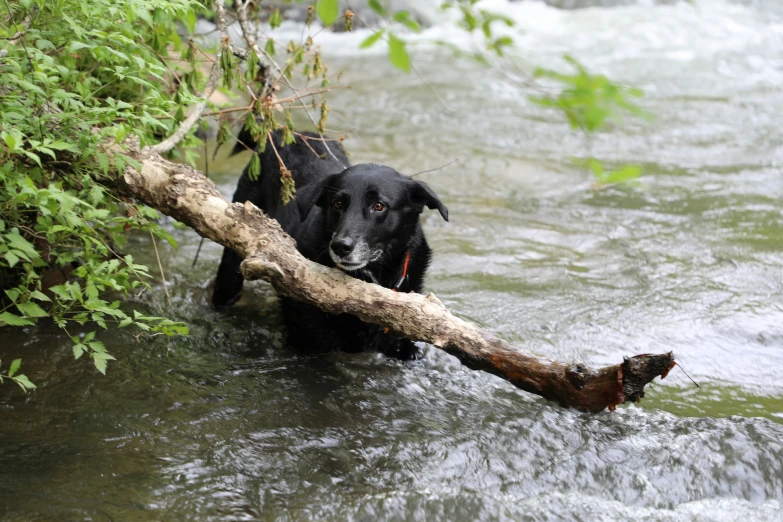 dog carrying tree nch in mouth and water flowing below