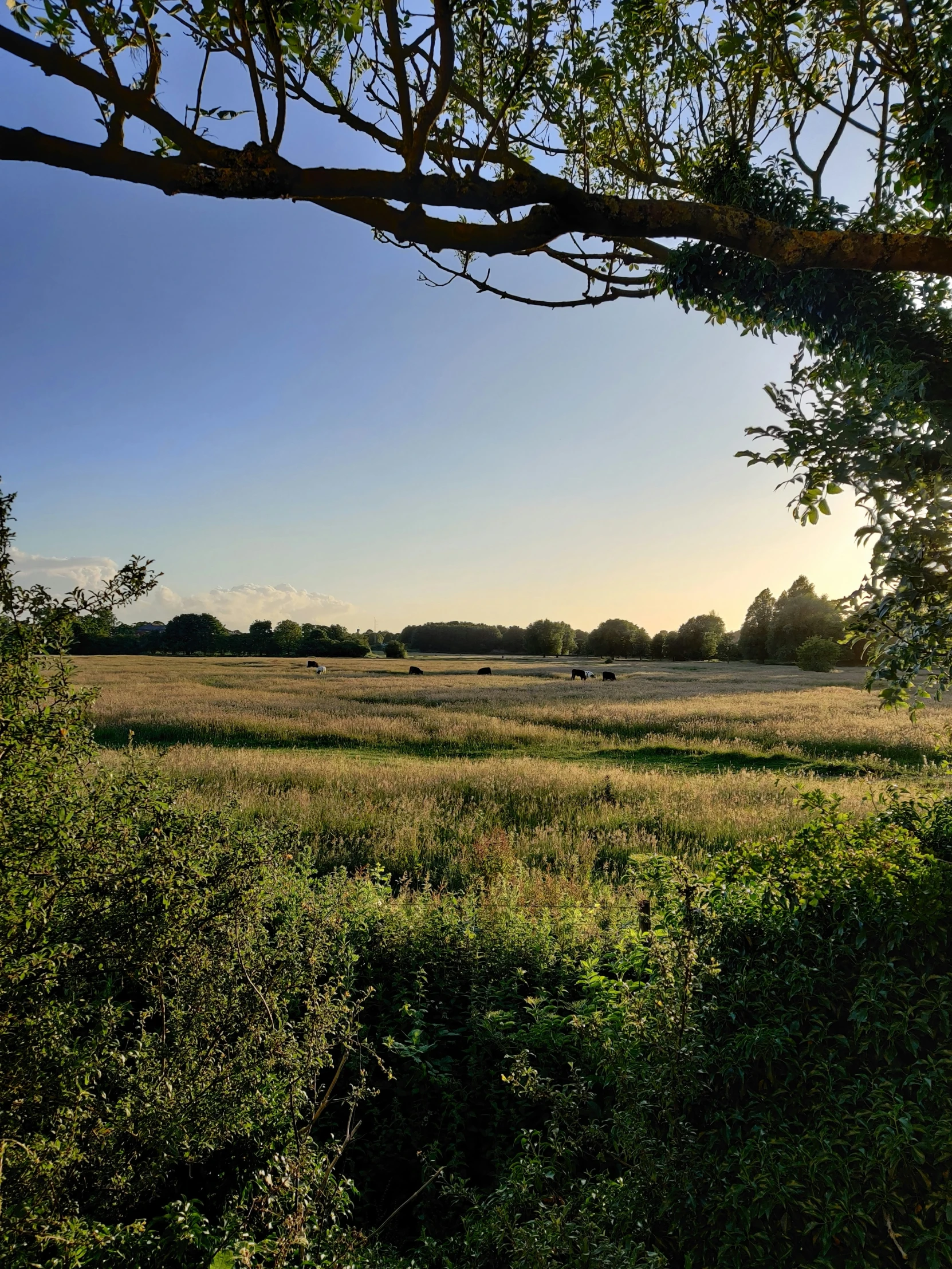 a green field with several cows in the background