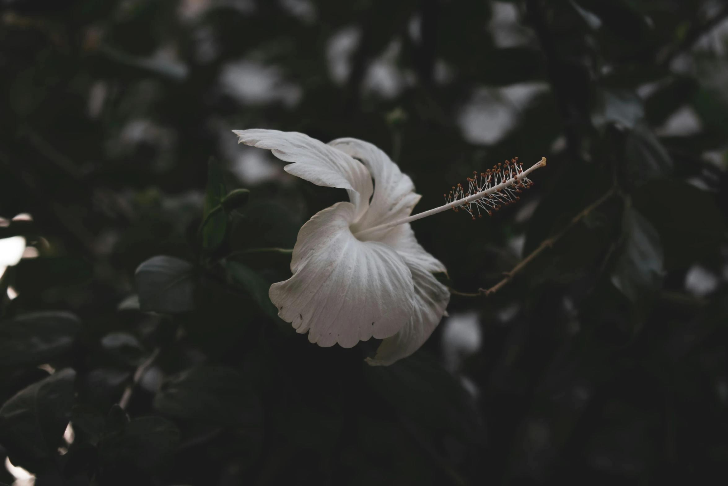 the large flower has its petals open