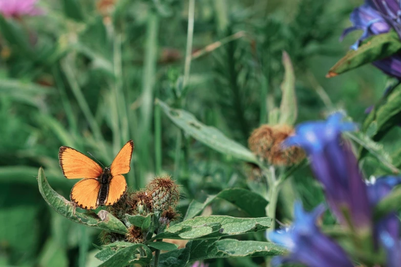 a large orange erfly is perched on the top of a flower