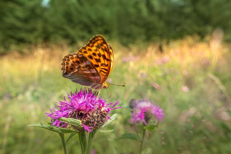 a small brown and black erfly sits on top of a purple flower