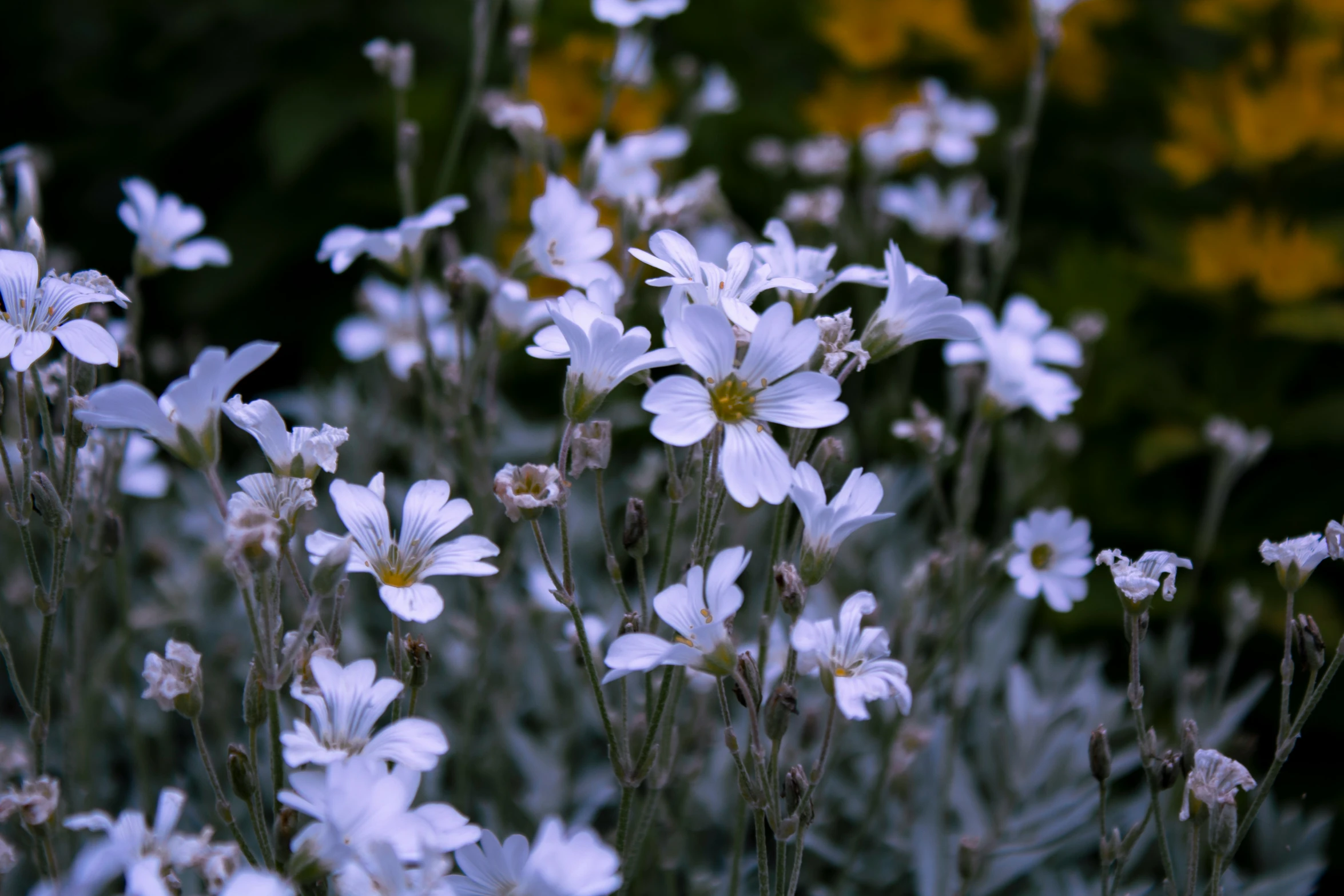 many white and yellow flowers that are growing