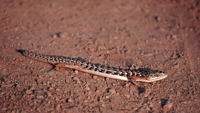a spotted gecko crawling on some dirt