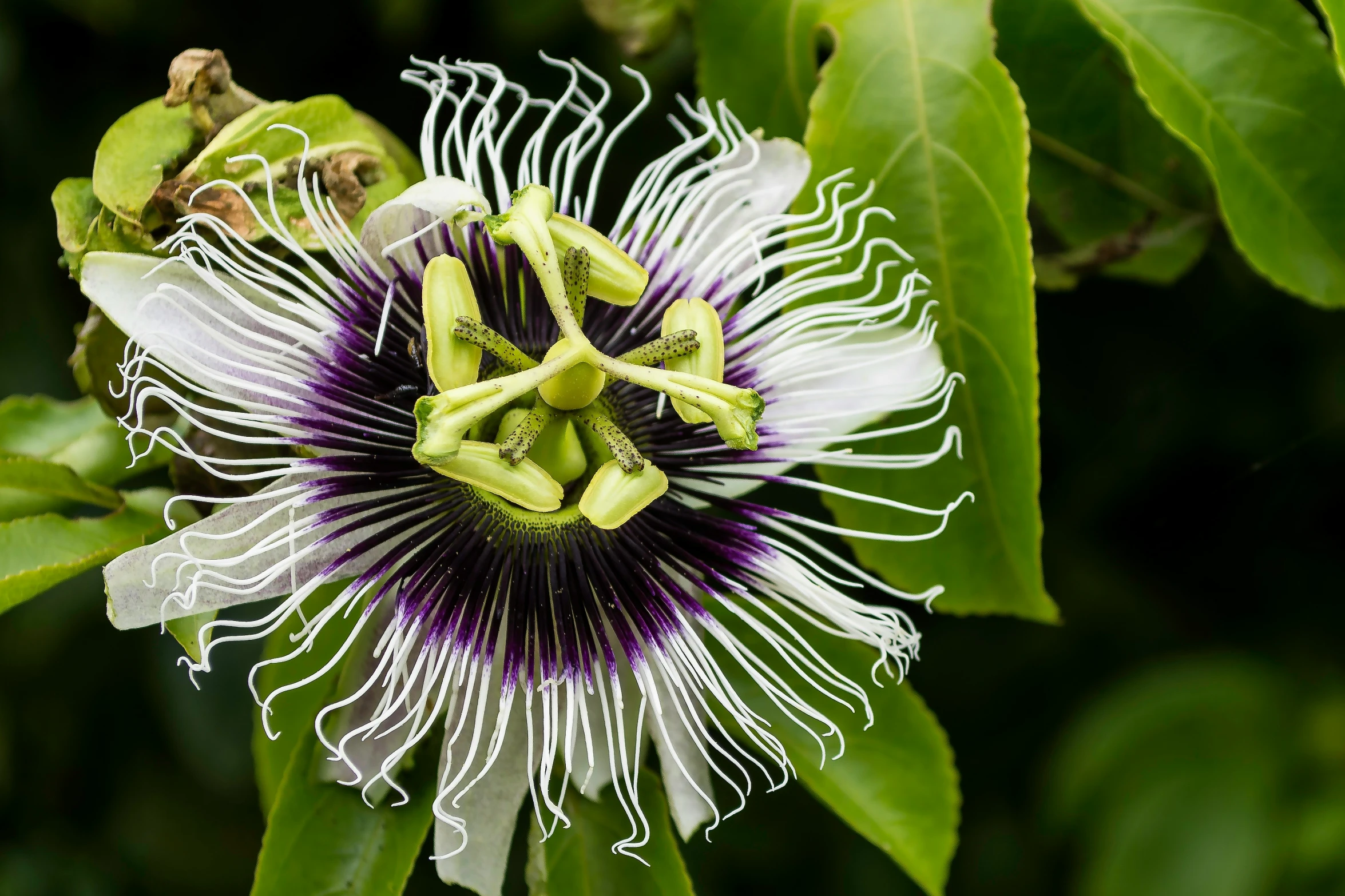 a tree with many leaves with white and purple flowers