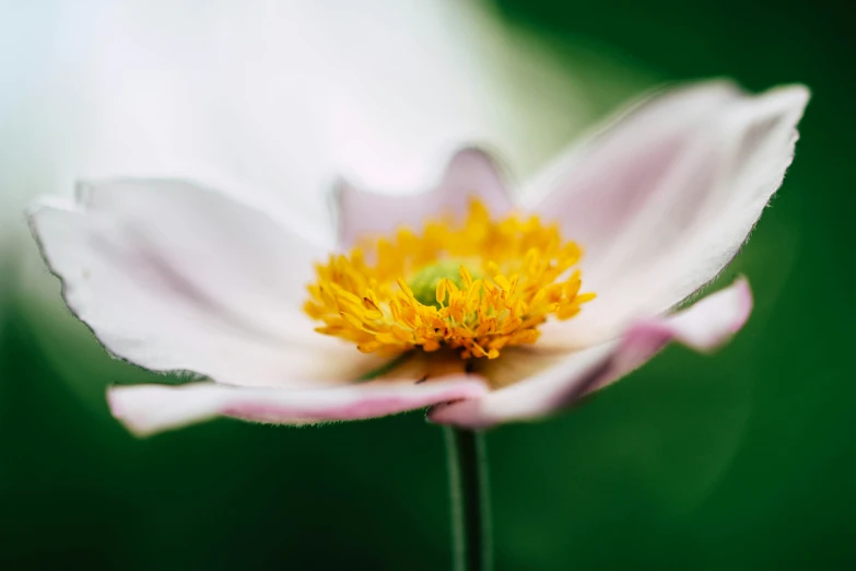 a single white and yellow flower on a green surface