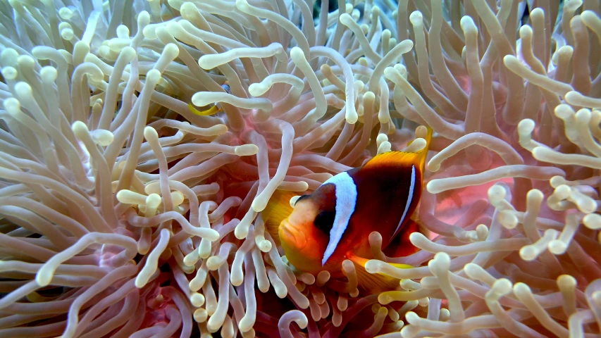 anemone fish in its coral reef while in the water