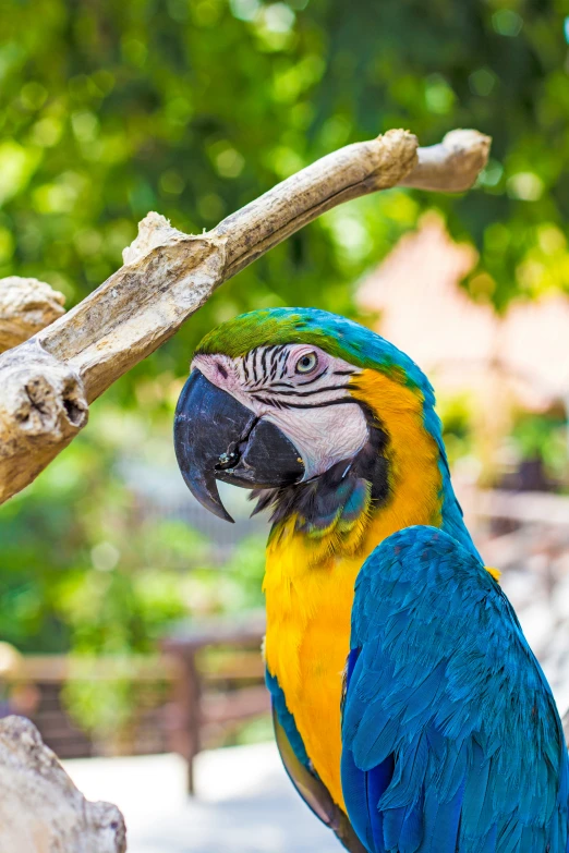 a large blue and yellow bird perched on top of a wooden nch