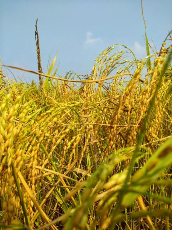 a field of yellow wheat with a blue sky in the background