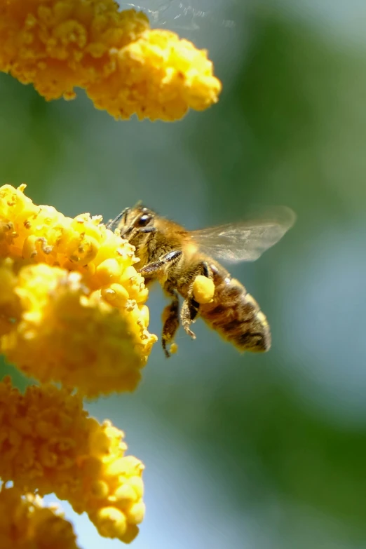 a honeybee flying next to yellow flowers