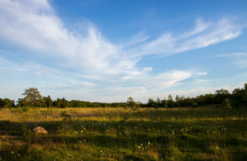 a landscape with grass, flowers, bushes and a cloud in the sky