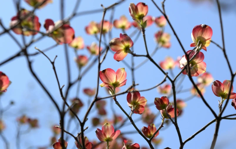 flowering trees with some pink flowers in the background