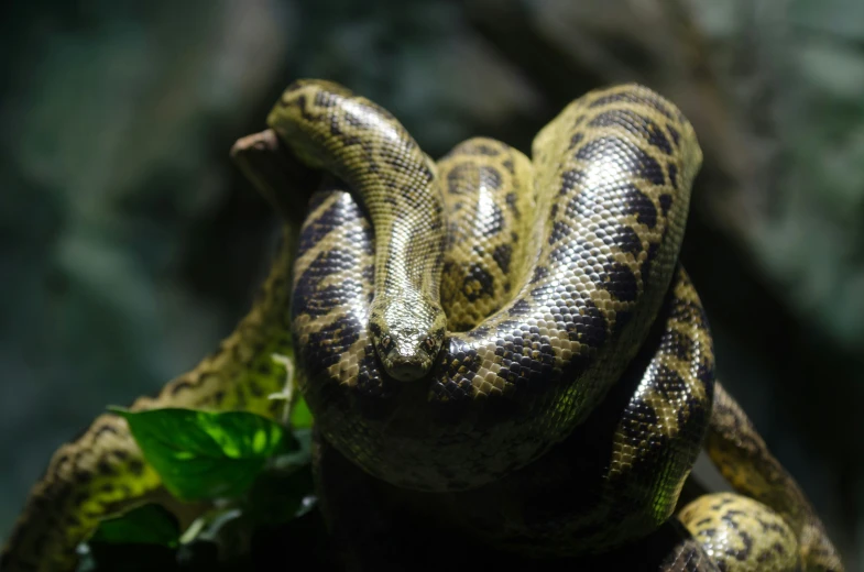 a snake is sitting on some plants with one of its teeth